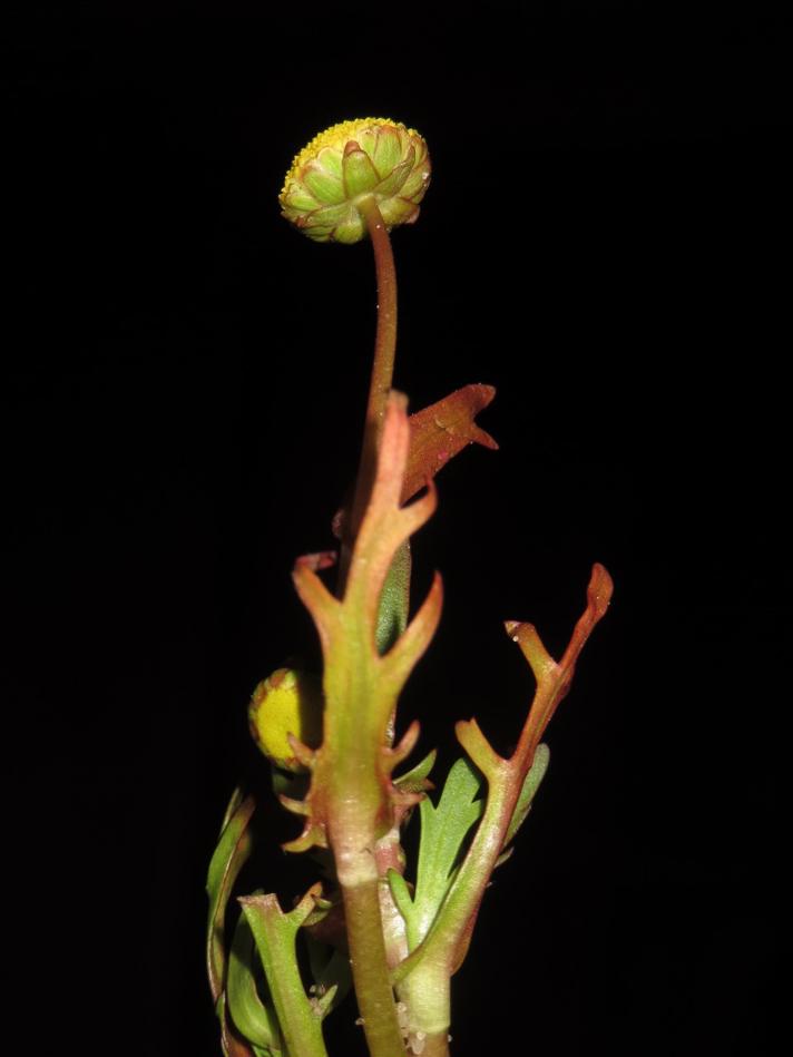 Firkløft (Cotula coronopifolia)