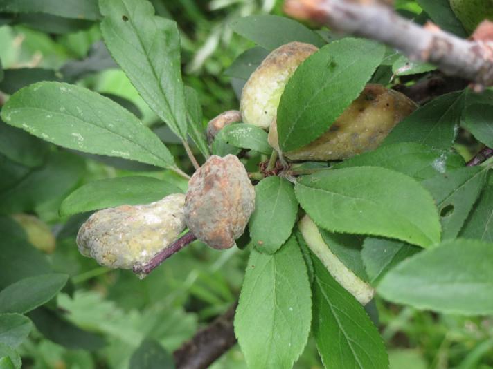 Blommepung (Taphrina pruni)