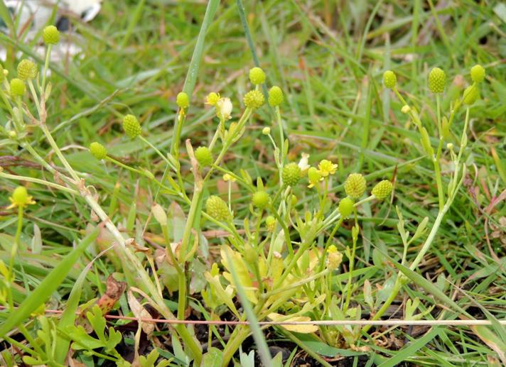Tigger-Ranunkel (Ranunculus sceleratus)