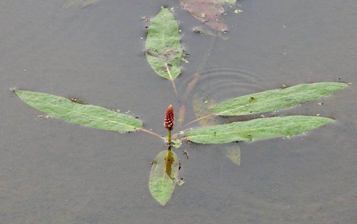 Vand-Pileurt (Persicaria amphibia)