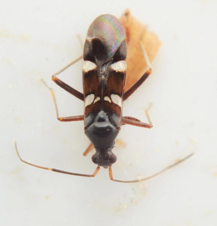 Myreblomstertæge (Systellonotus triguttatus)