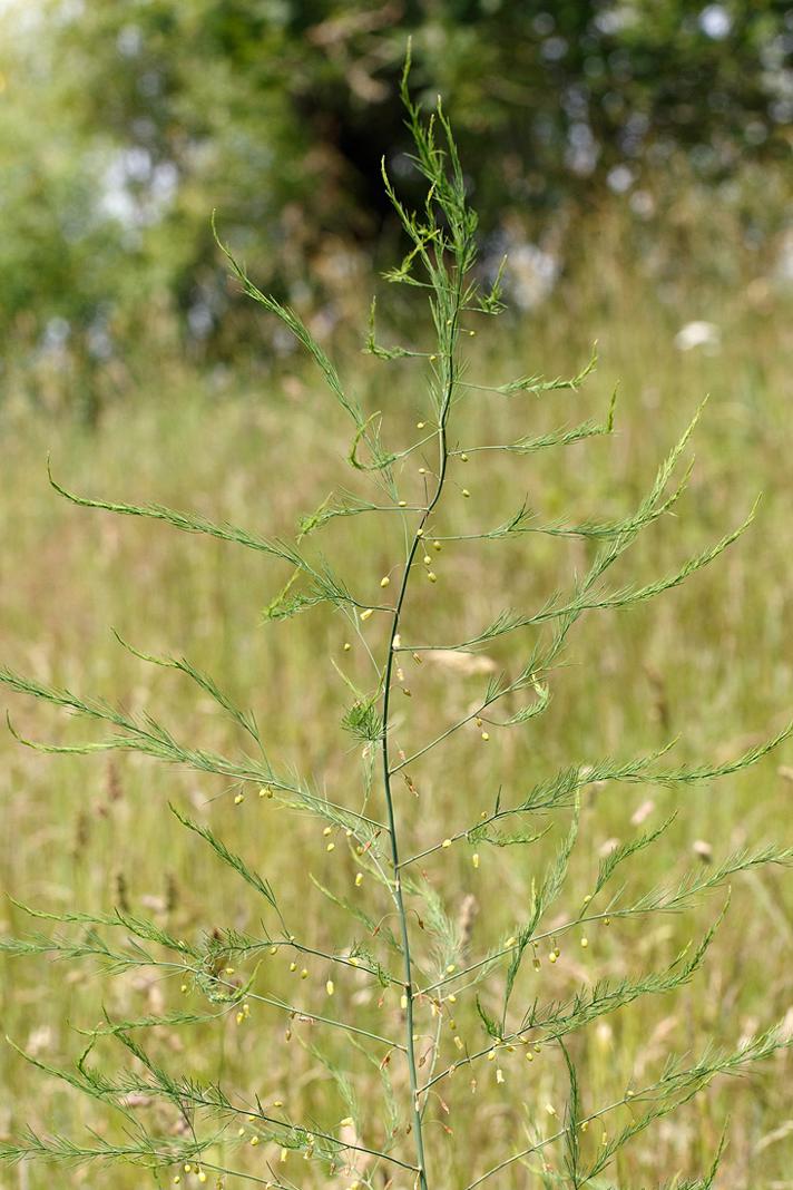 Asparges (Asparagus officinalis)
