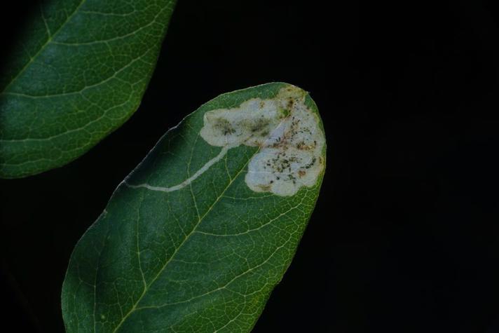 Phytoliriomyza variegata (Phytoliriomyza variegata)