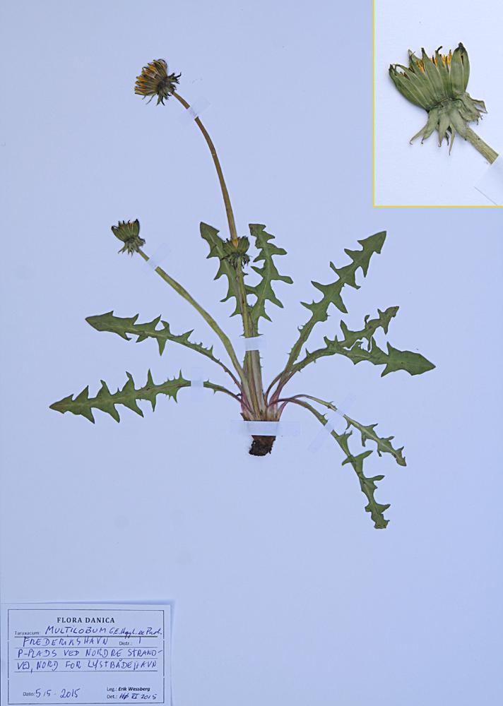 Mangefliget Vejmælkebøtte (Taraxacum multilobum)