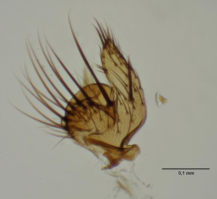 Mycetophila ornata