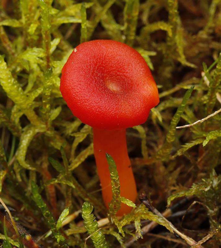 Mønje-Vokshat (Hygrocybe miniata )
