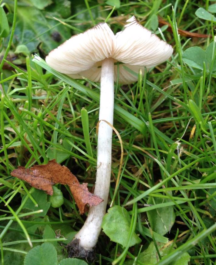 Pluteus podospileus