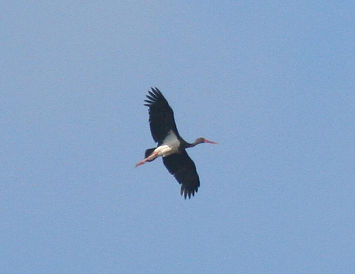 Sort Stork (Ciconia nigra)