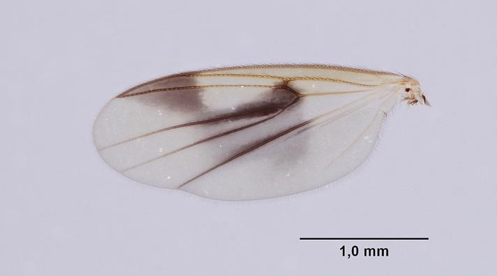Zygomyia pictipennis