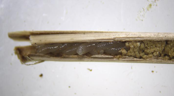 Chlorocytus breviscapus (Chlorocytus breviscapus)