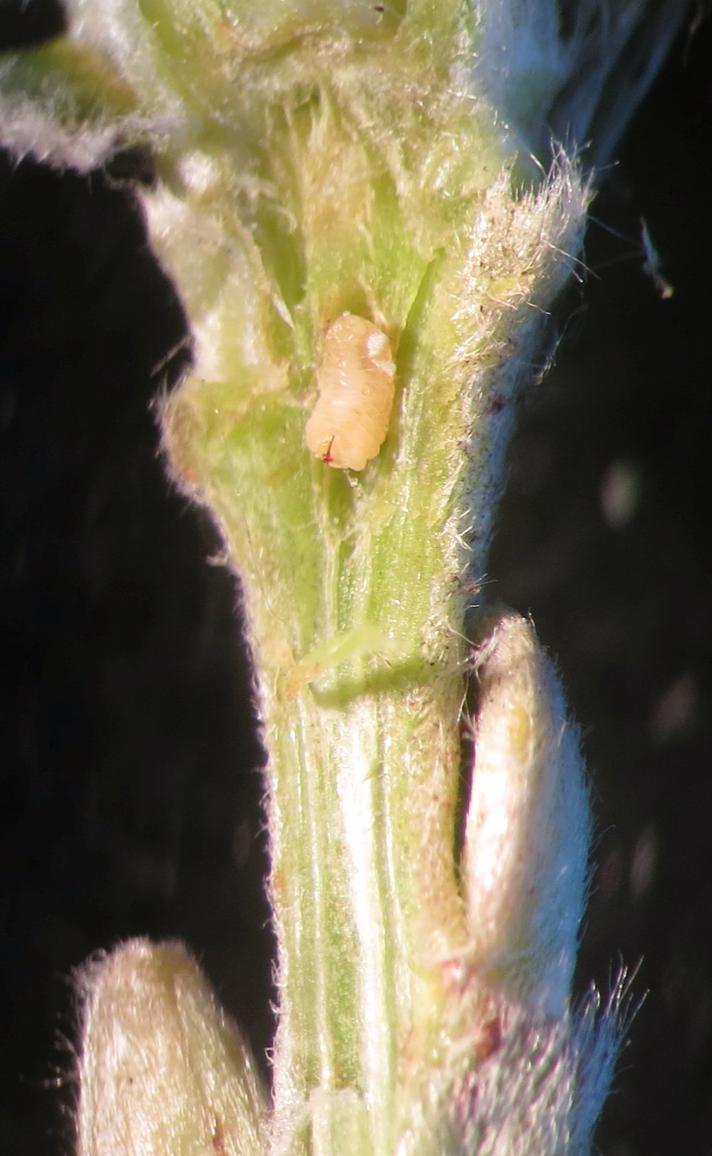 Pilevedgalmyg (Rabdophaga saliciperda)