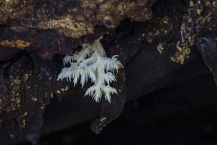 Koralpigsvamp (Hericium coralloides)