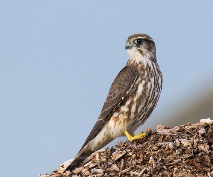 Dværgfalk (Falco columbarius)