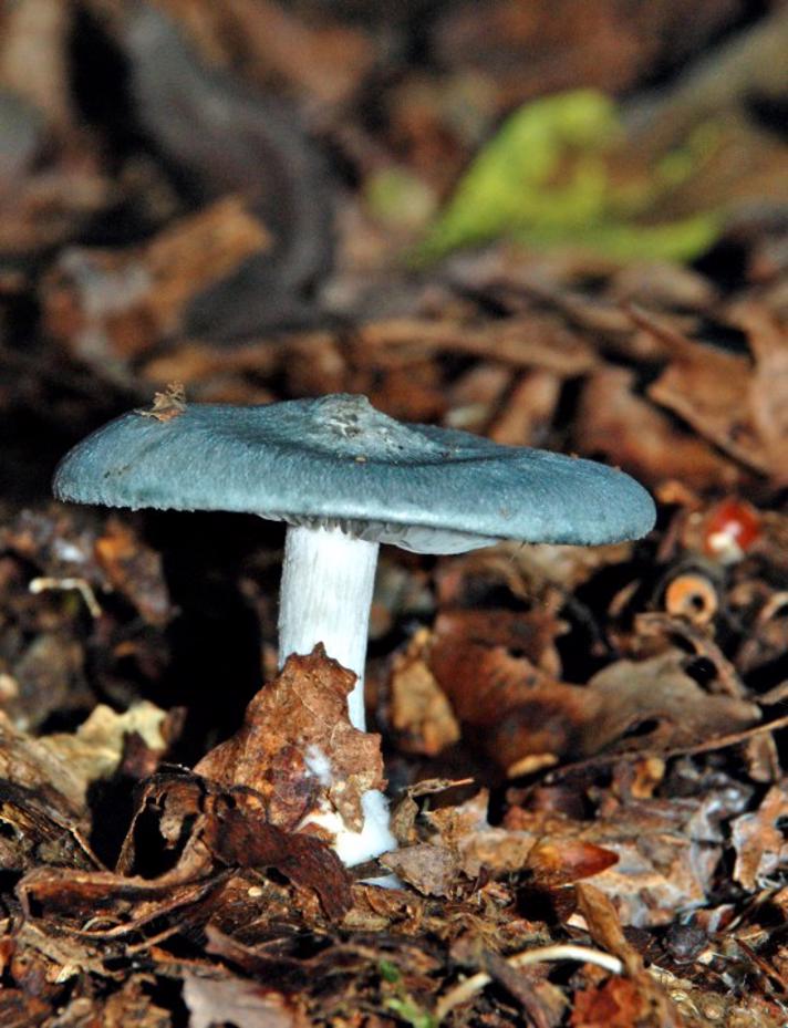 Anis-Tragthat (Clitocybe odora)