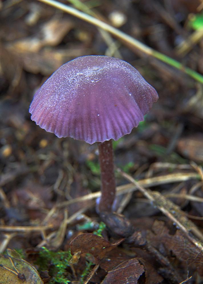Violet Ametysthat (Laccaria amethystina)