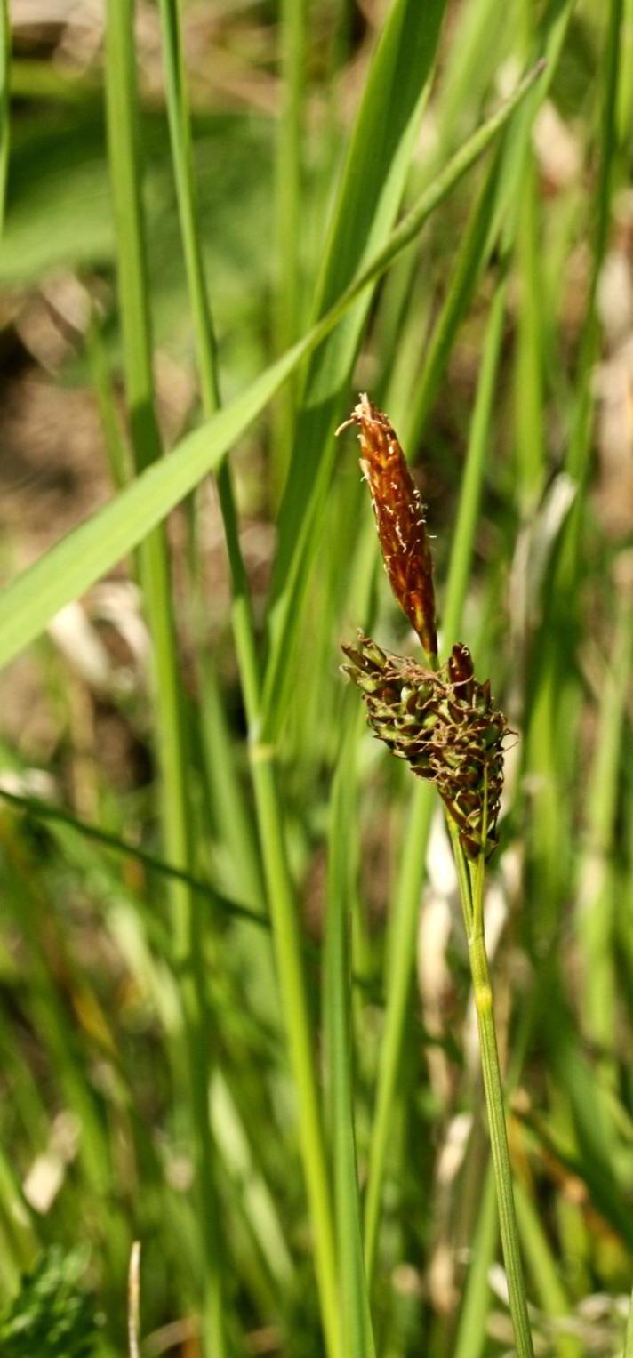 Vår-Star (Carex caryophyllea)
