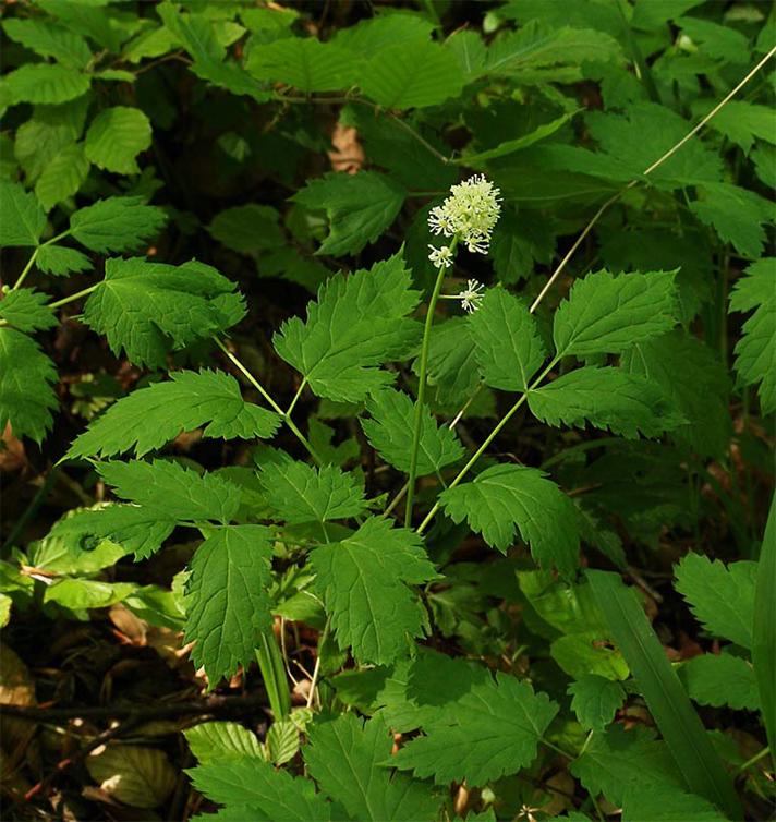 Druemunke (Actaea spicata)