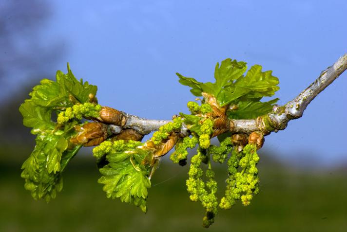 Stilk-Eg (Quercus robur)