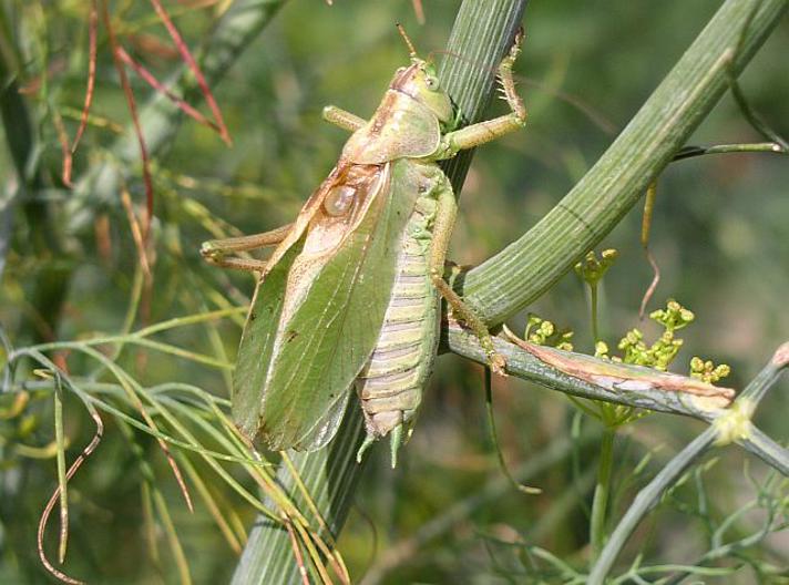 Syngende Løvgræshoppe (Tettigonia cantans)