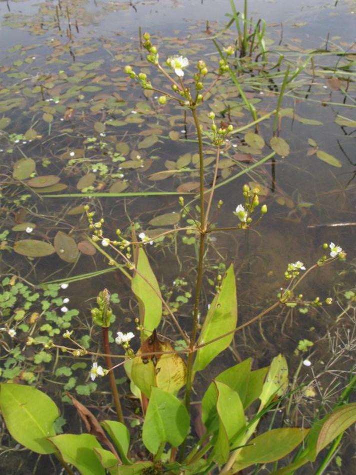 Vejbred-Skeblad (Alisma plantago-aquatica)
