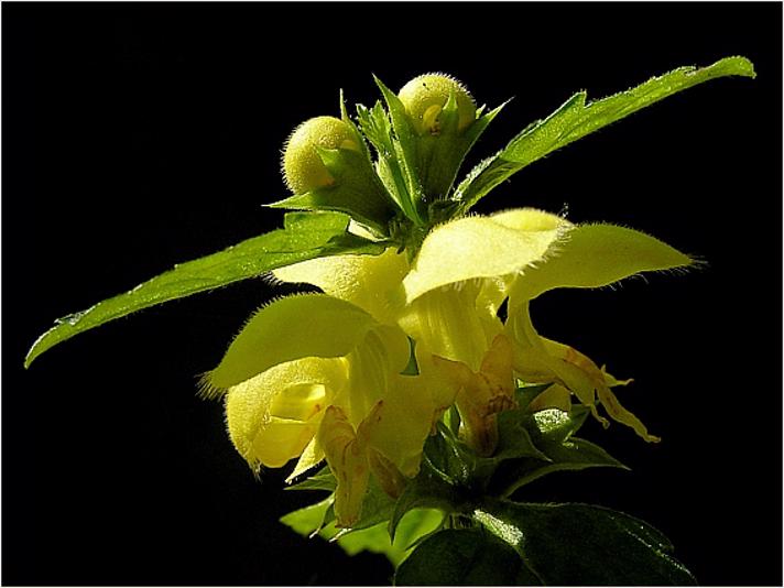 Almindelig Guldnælde (Lamiastrum galeobdolon ssp. galeobdolon)