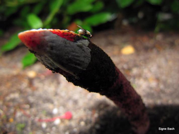 Rød Stinksvamp (Mutinus ravenelii)