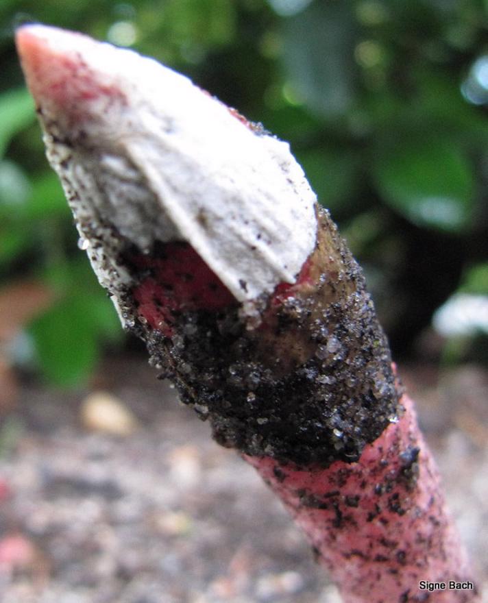 Rød Stinksvamp (Mutinus ravenelii)