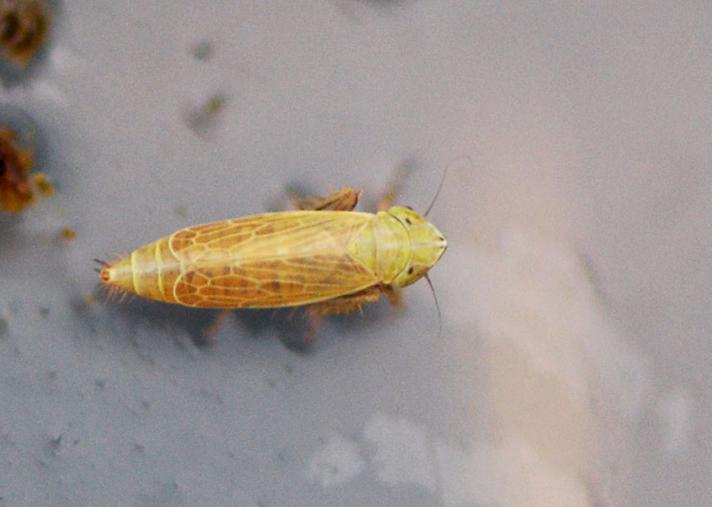 Harrilgræscikade (Arthaldeus pascuellus)