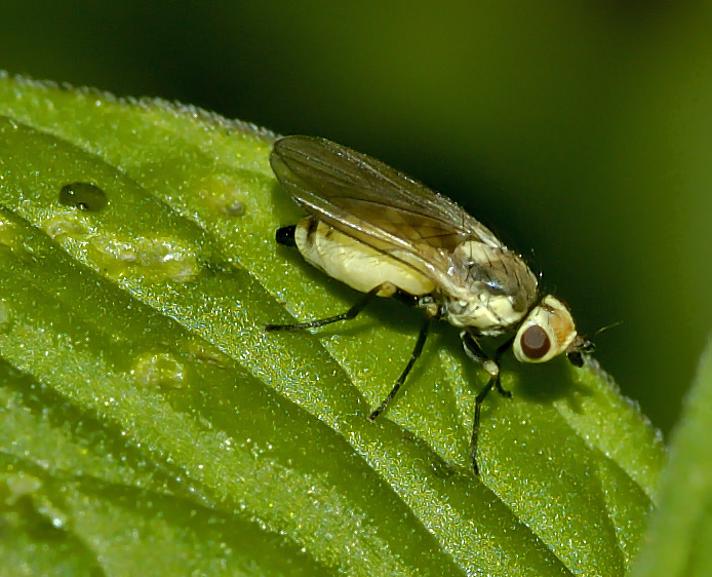 Napomyza elegans