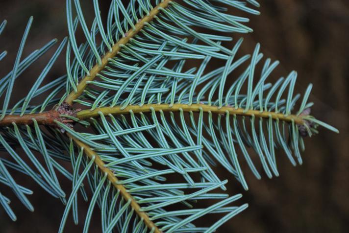 Californisk Ædelgran (Abies lowiana)