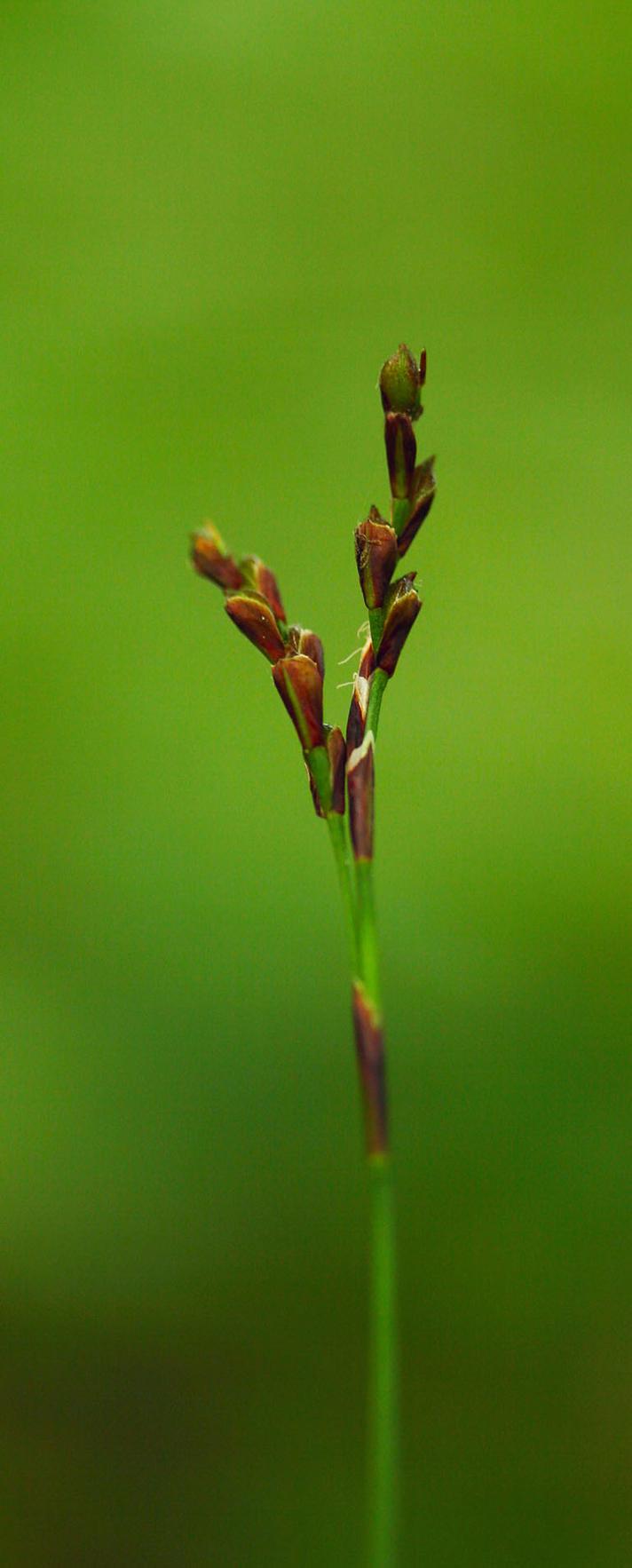 Finger-Star (Carex digitata)