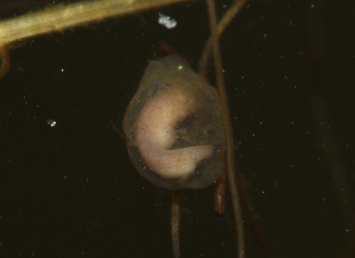 Lille Vandsalamander (Lissotriton vulgaris)