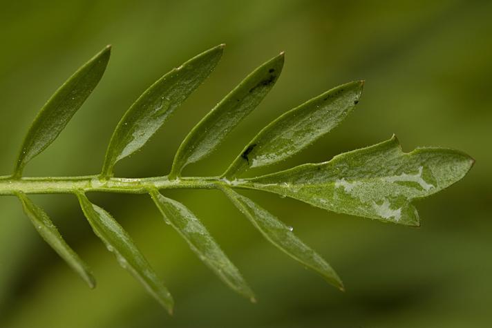 Engkarse (Cardamine pratensis ssp. pratensis)