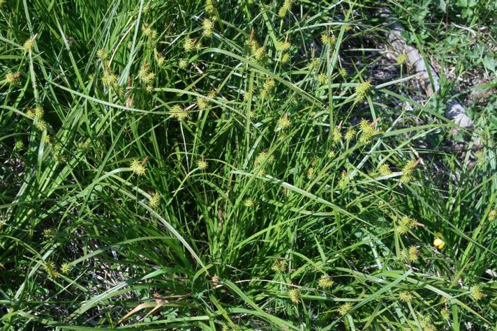 Gul Star (Carex flava)