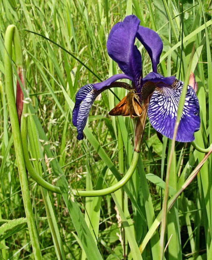 Sibirisk Iris (Iris sibirica)