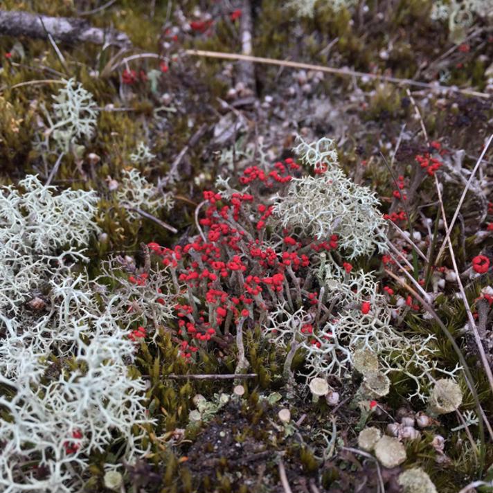 Fotograf: Kåre Würtz  Sørensen