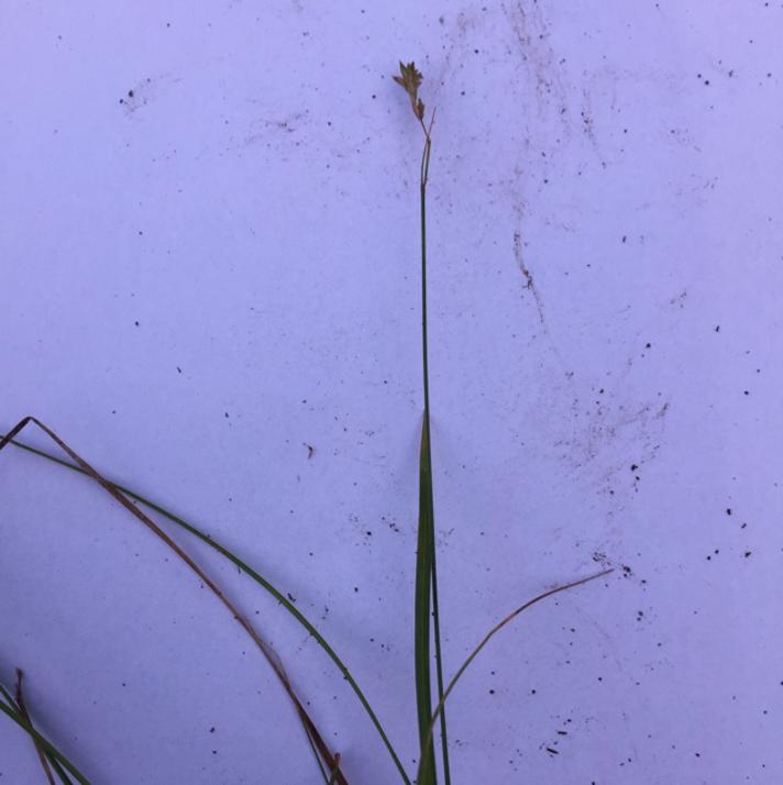 Bævre-Star (Carex brizoides)
