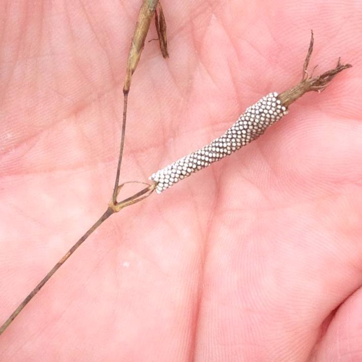 Strand-Ringspinder (Malacosoma castrensis)