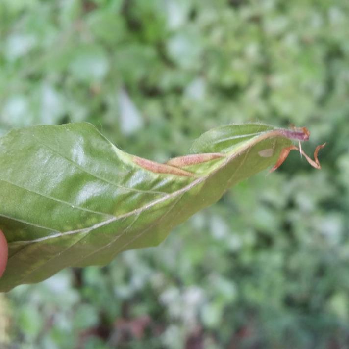 Bøgekrusegalmyg (Phegomyia fagicola)