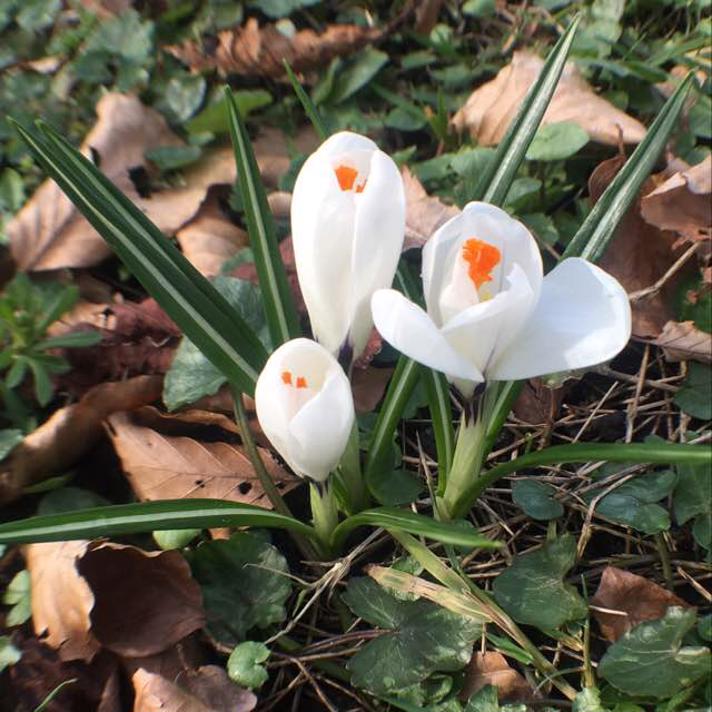 Vår Krokus Observation Nb 2894000 Naturbasen