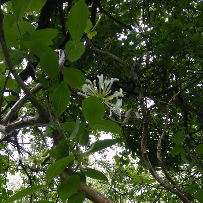 Almindelig Gedeblad (Lonicera periclymenum)