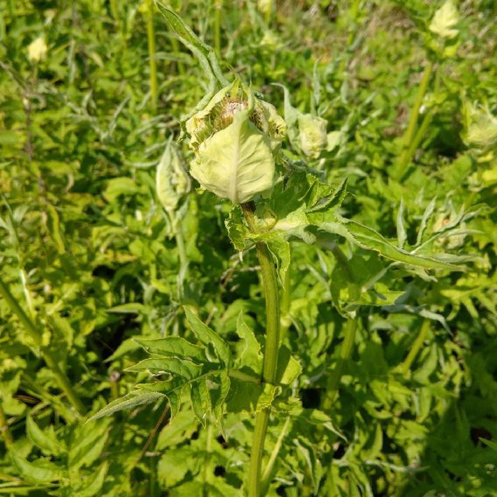 Kål-Tidsel (Cirsium oleraceum)