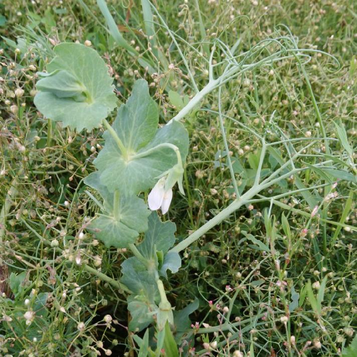 Almindelig Ært (Pisum sativum)