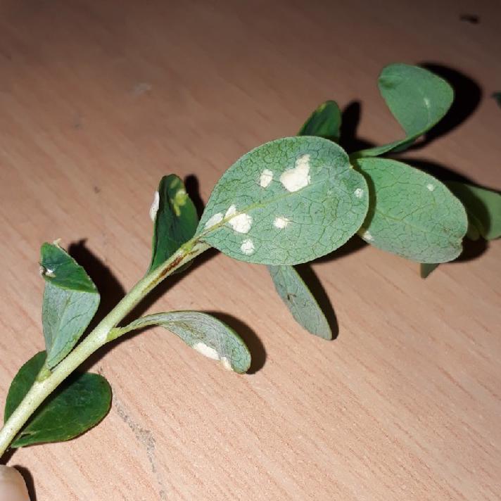 Mosebøllesyge (Exobasidium pachysporum)