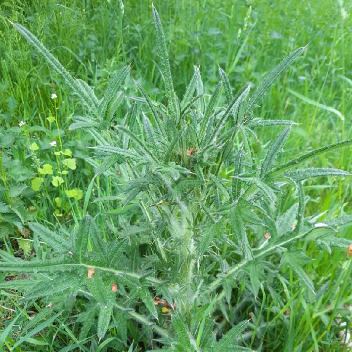 Horse-Tidsel (Cirsium vulgare)