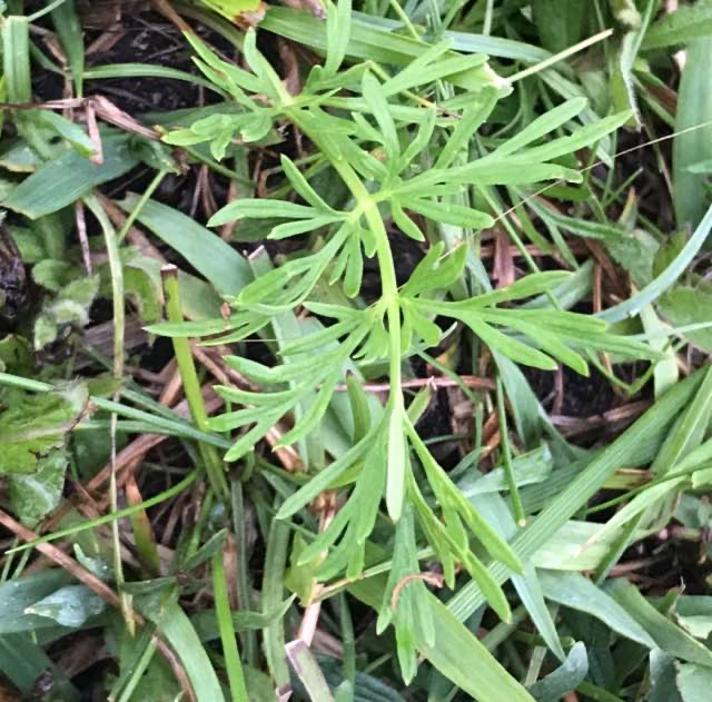 Brændeskærm (Selinum dubium)