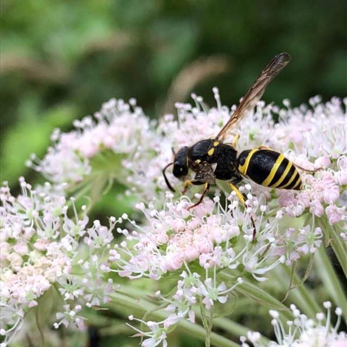 Ancistrocerus claripennis