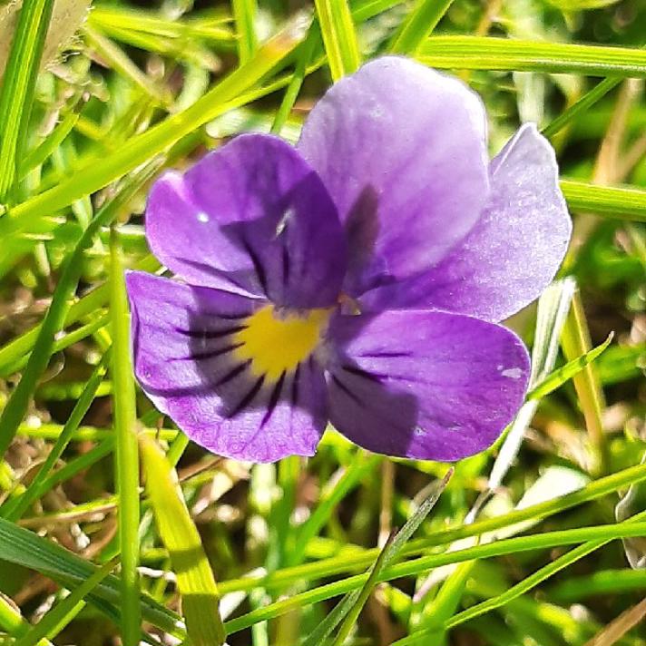 Horn-Viol (Viola cornuta)