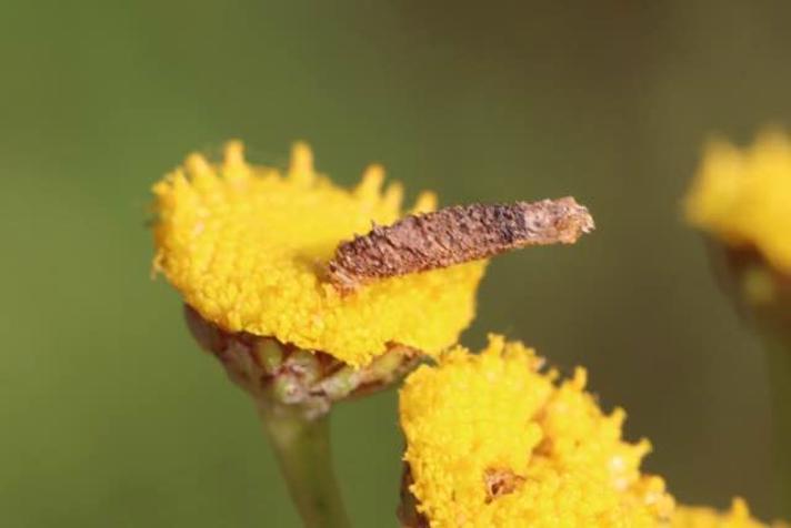 Coleophora tanaceti (Coleophora tanaceti)