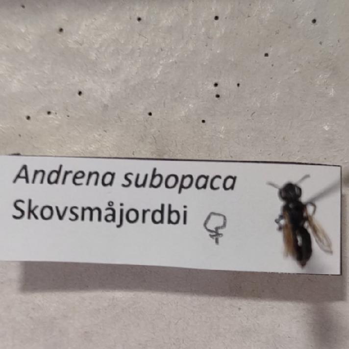 Skovsmåjordbi (Andrena subopaca)